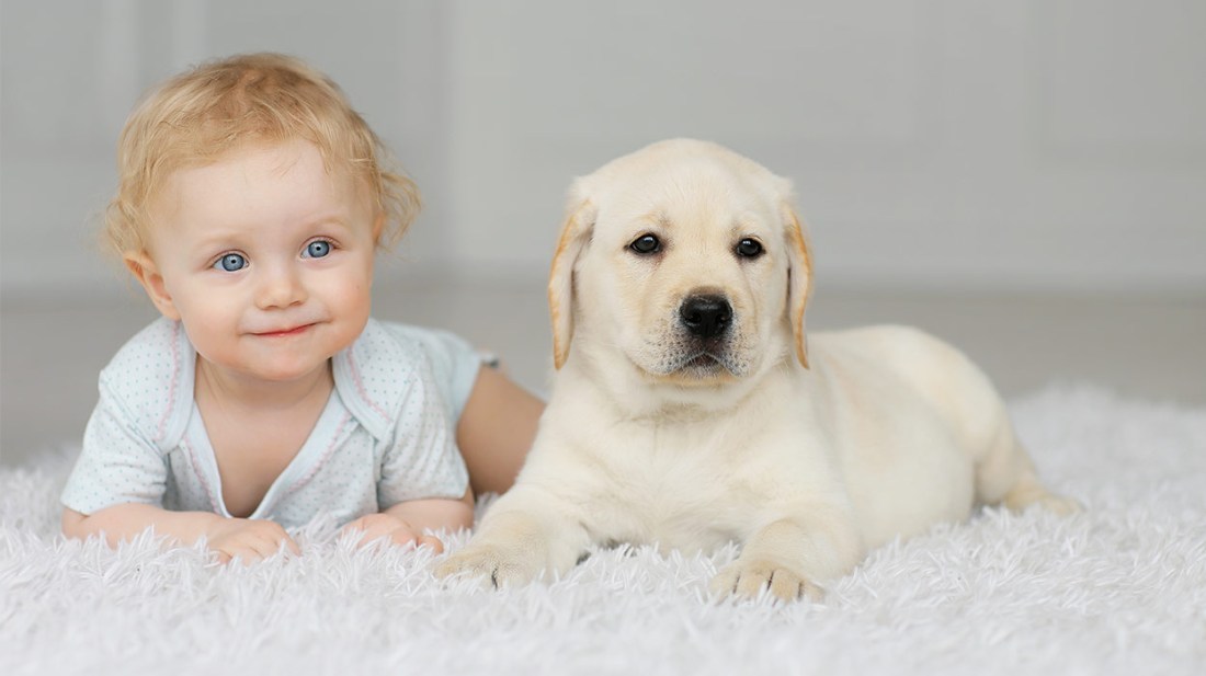 dogs-and-babies-header